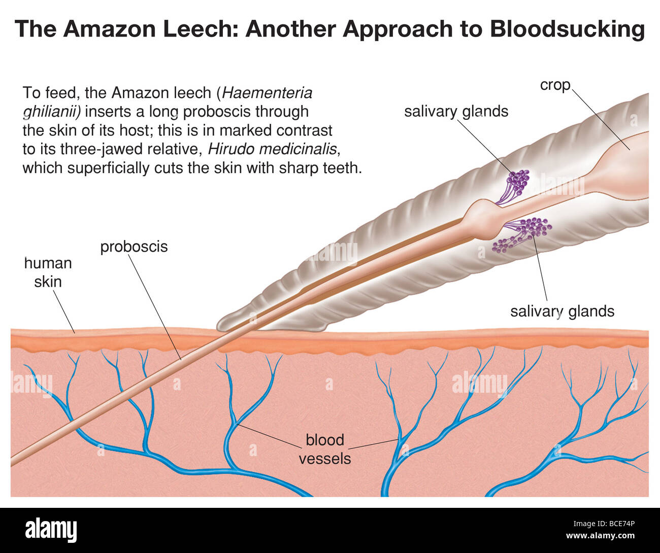 To feed, the Amazon leech inserts a long proboscis through the skin of its host. Stock Photo