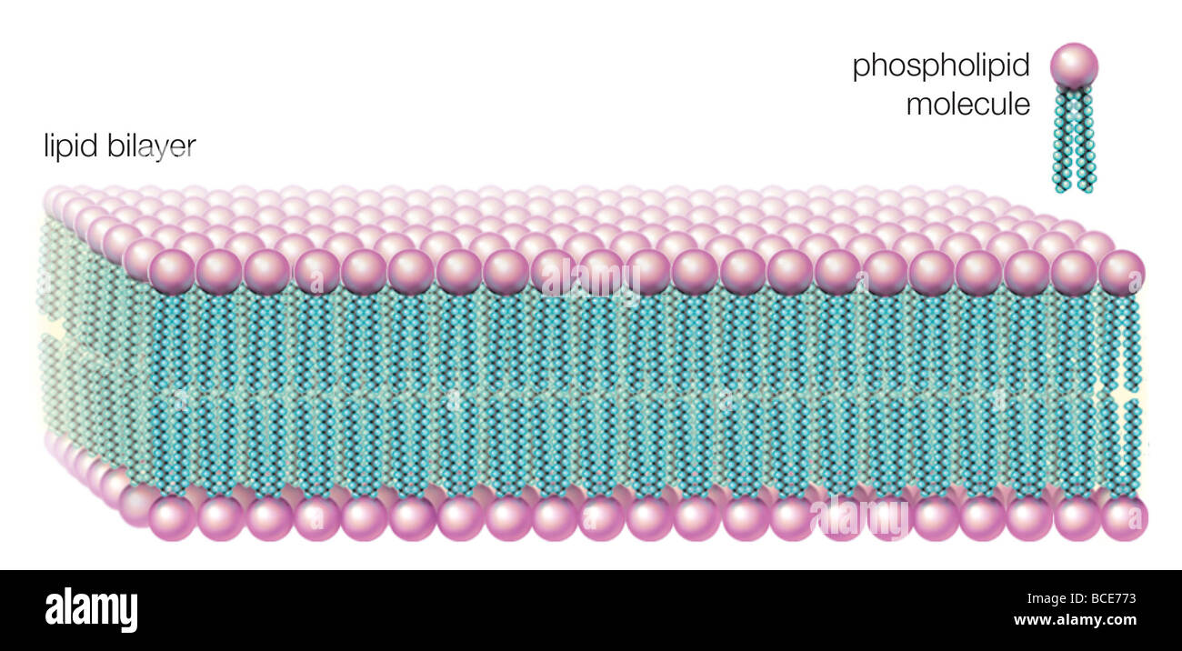 In water solutions, phospholipids form a lipid bilayer, the fat-soluble ends in the middle and the water-soluble facing out. Stock Photo
