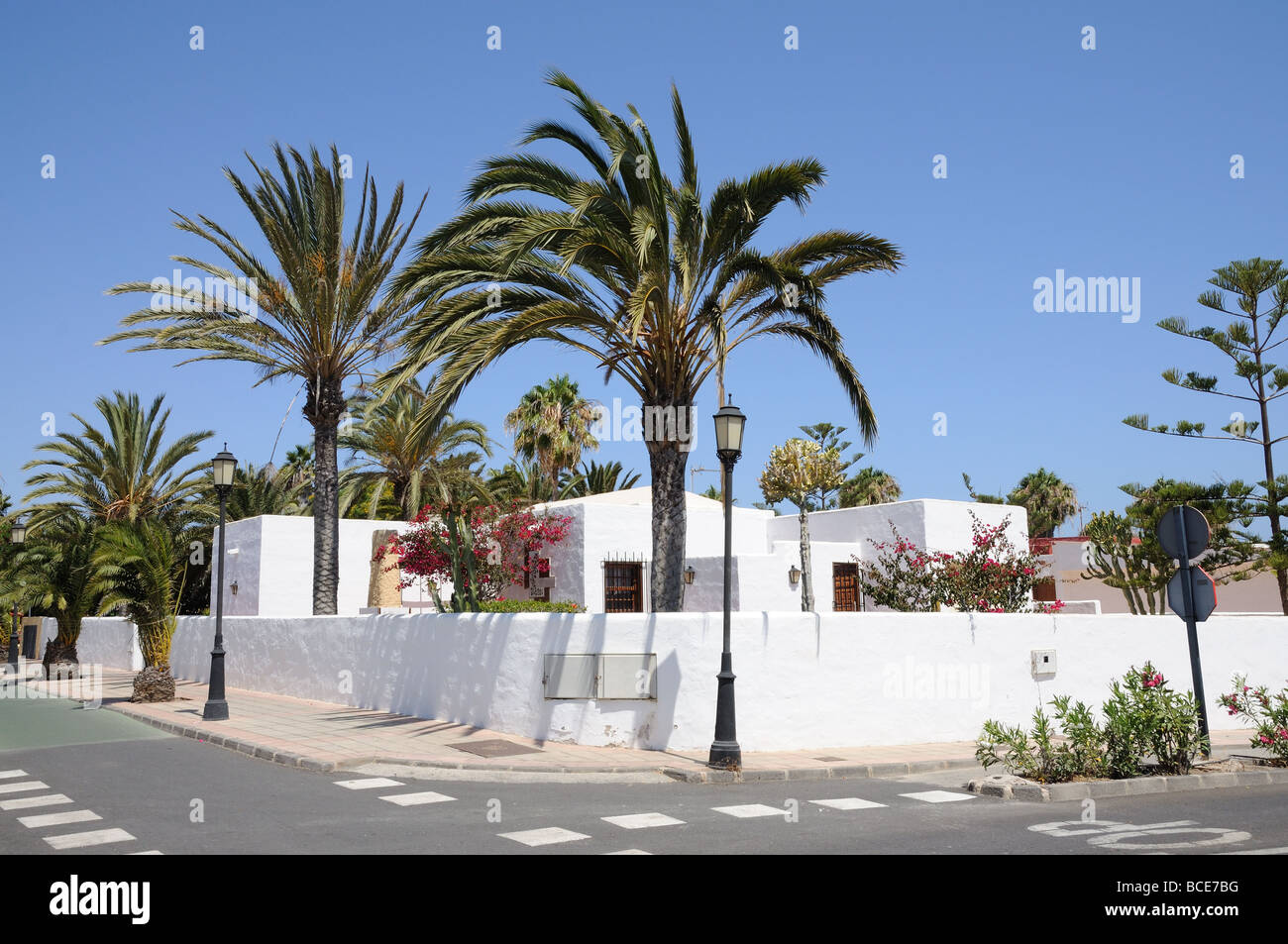 Palm Trees in Corralejo, Canary Islands Spain Stock Photo