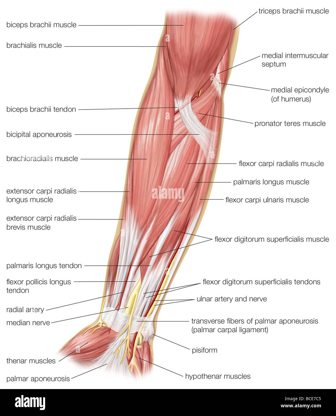 The anterior view of the muscles of the human forearm. Stock Photo