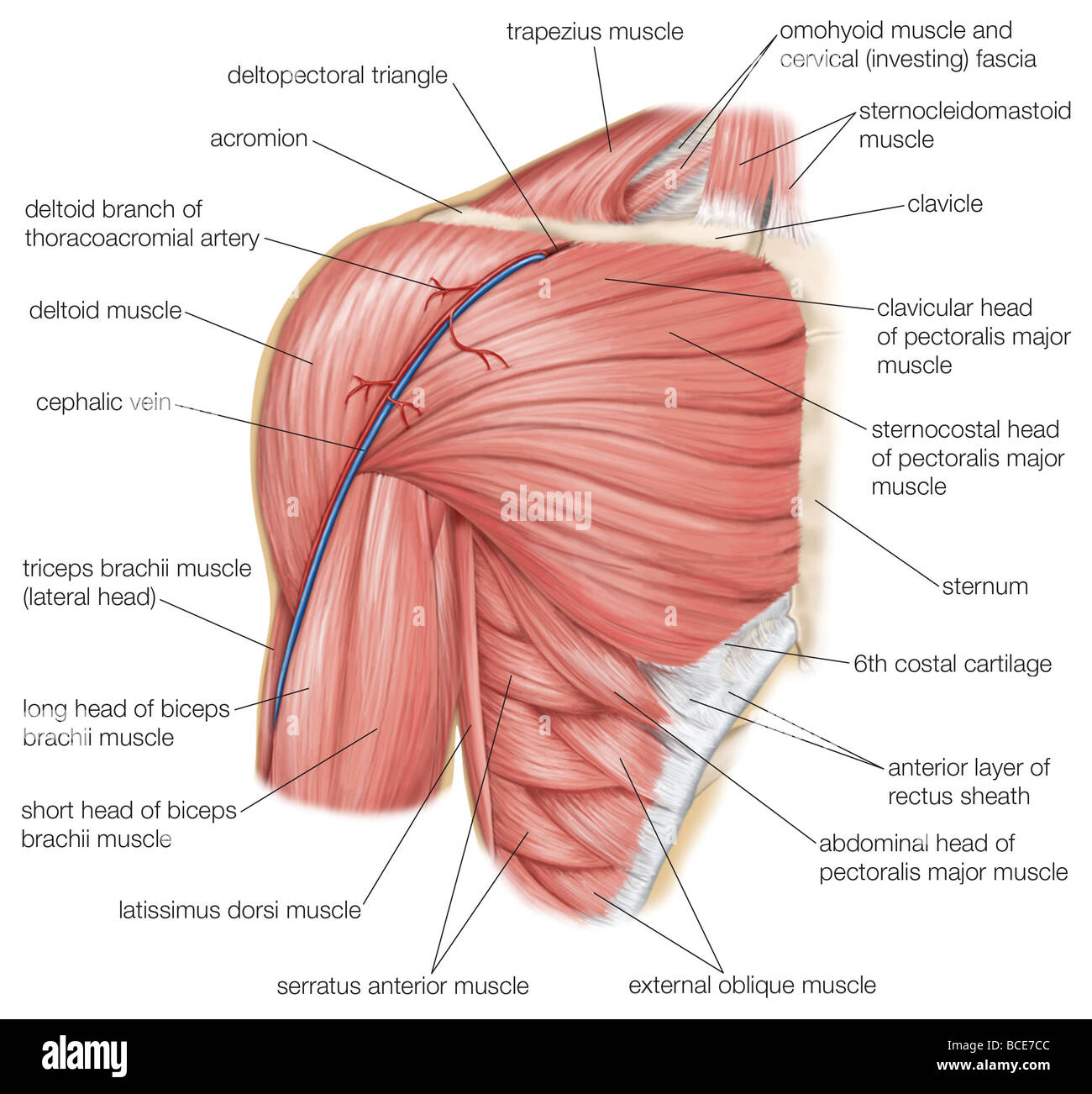 The muscles of the human shoulder, as well as the cephalic vein and thoracoacromial artery. Stock Photo
