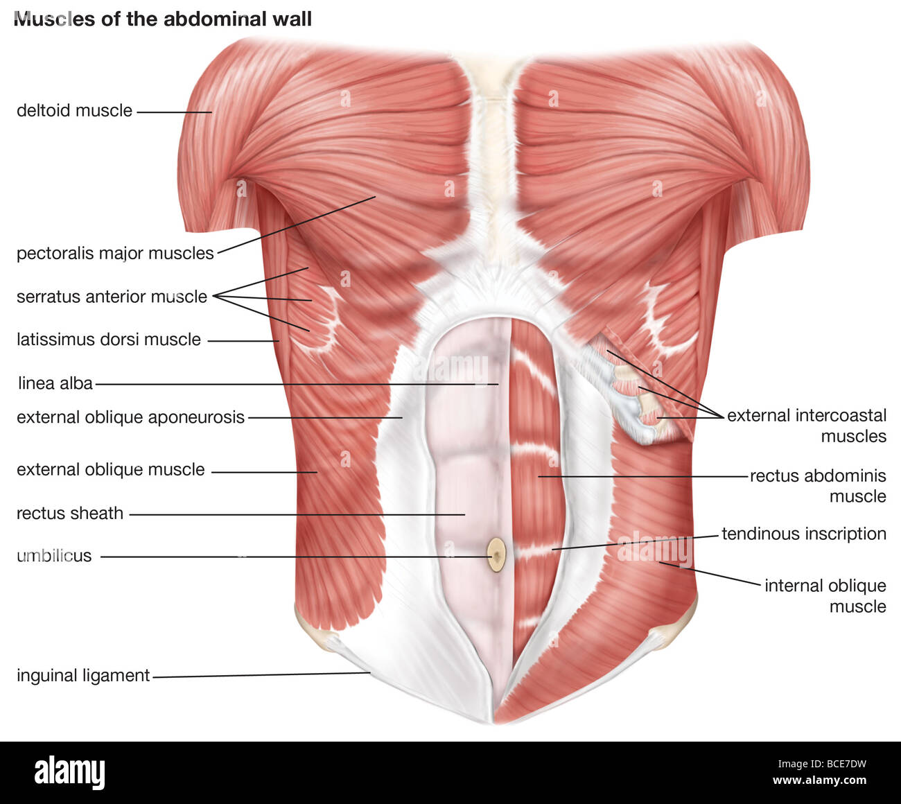 The muscles of the human abdominal wall. Stock Photo