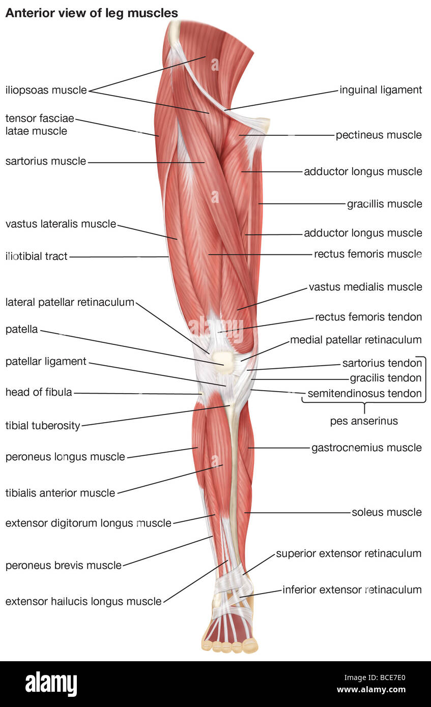 The anterior view of the muscles of the human right leg. Stock Photo