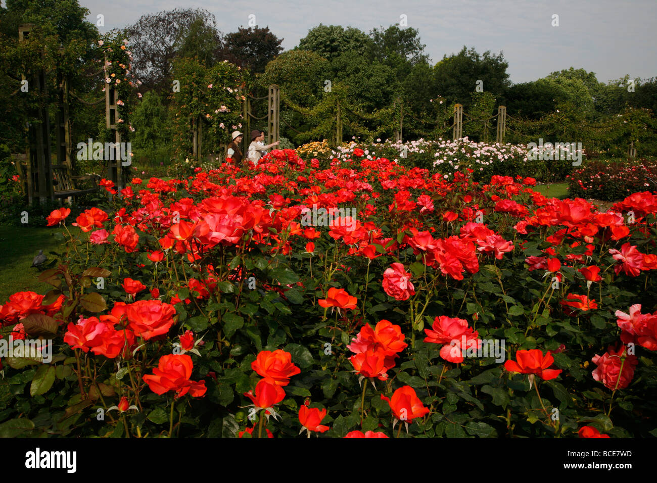 Rose Gardens within Queen Mary's Gardens, Regents Park, London, UK Stock Photo