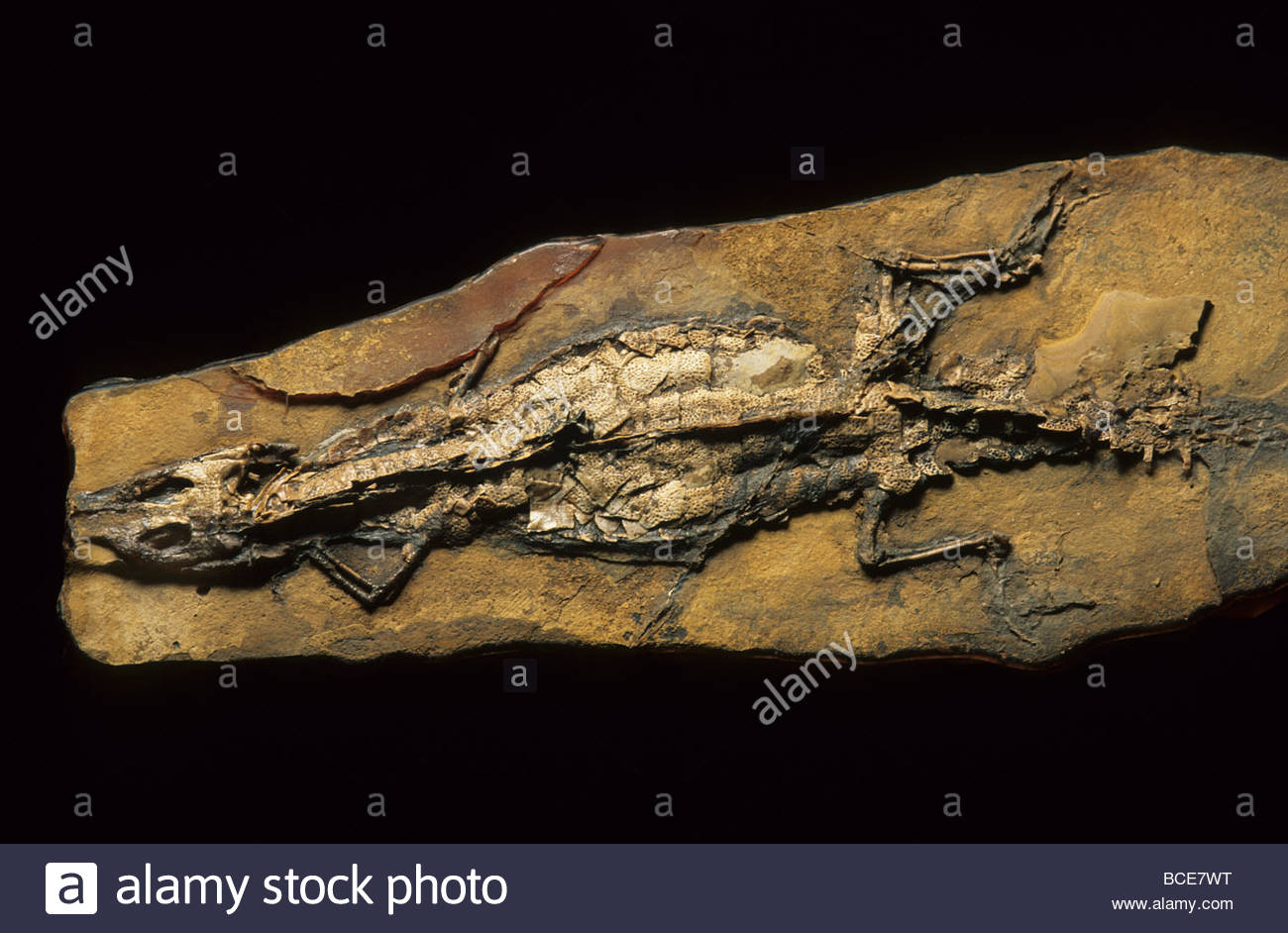 This Cretaceous crocodile fossil was found at Las Hoyas, Spain Stock