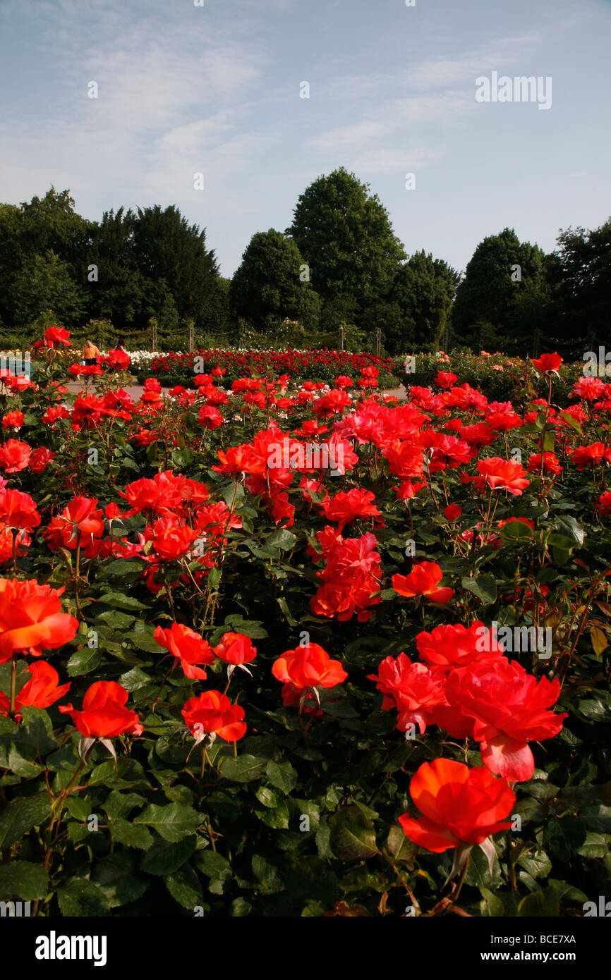 Rose Gardens within Queen Mary's Gardens, Regent's Park, London, UK Stock Photo