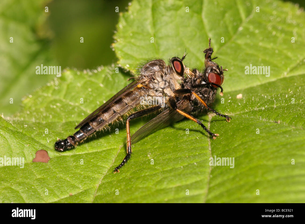 Common awl robber fly Neoitamus cyanurus Asilidae feeding on a large fly in woodland UK Stock Photo