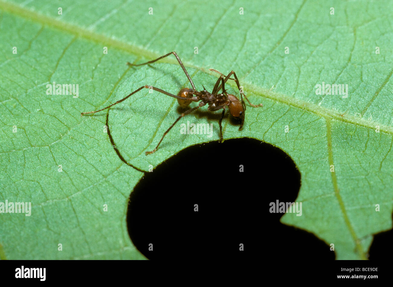 Leaf-cutting ant Atta cephalotes worker cutting a leaf segment to take back to the nest in rainforest, Costa Rica Stock Photo
