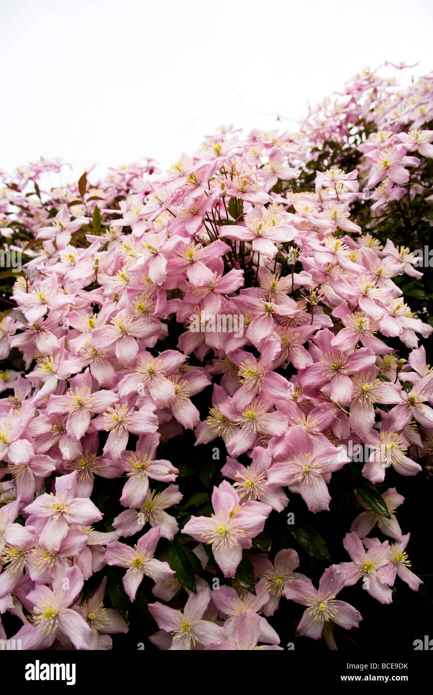 A cascade and cluster of Clematis Montana flowers at the beginning of summer. Latin name: Ranunculaceae. Stock Photo