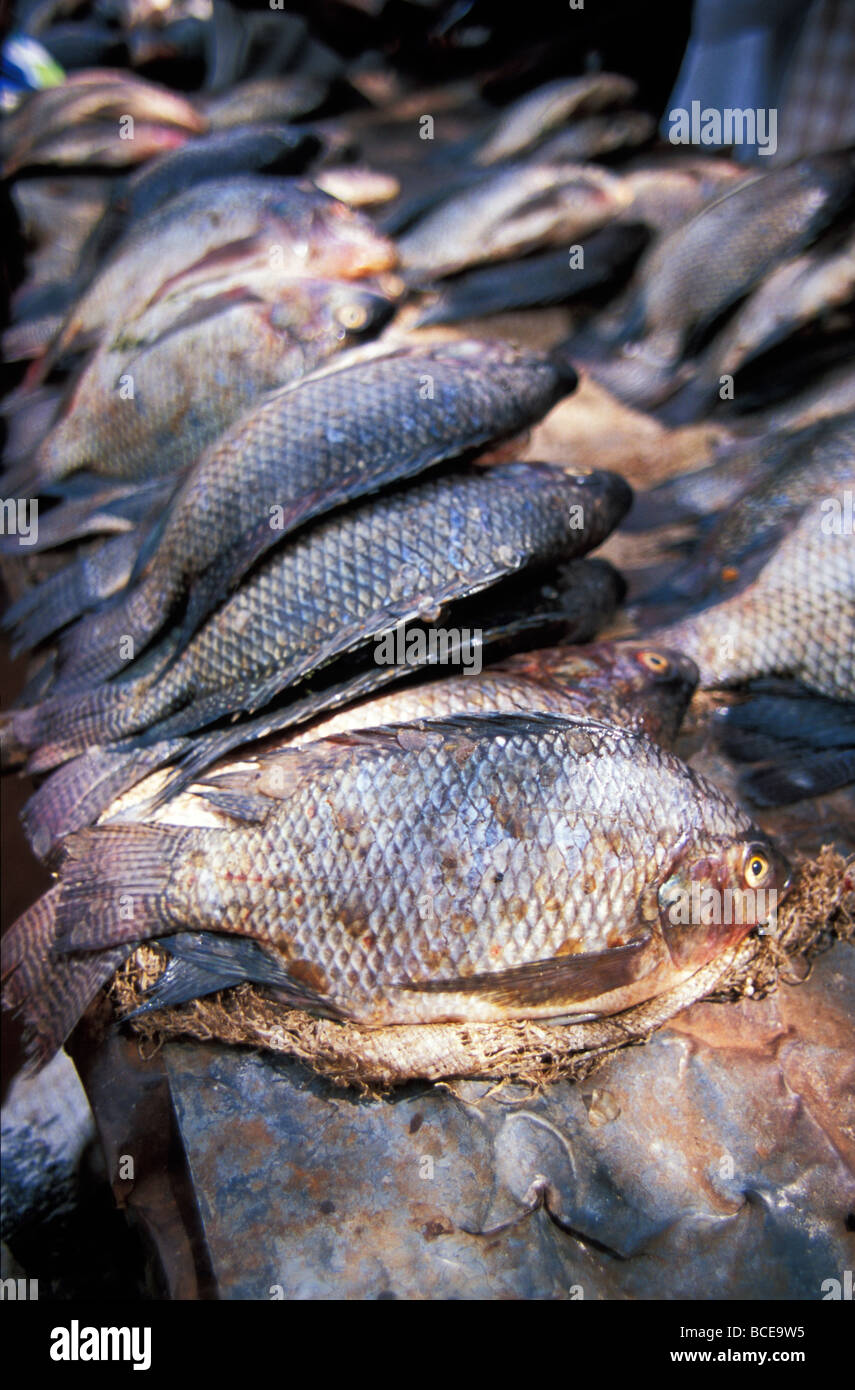 Dried tilapia hires stock photography and images Alamy