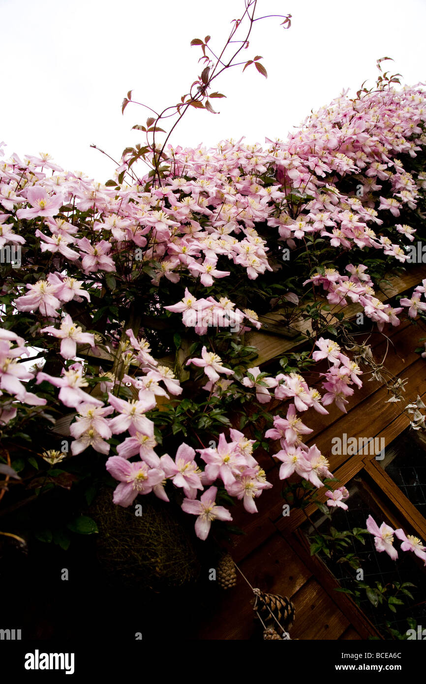 A cascade and cluster of Clematis Montana flowers at the beginning of summer. Latin name: Ranunculaceae. Stock Photo