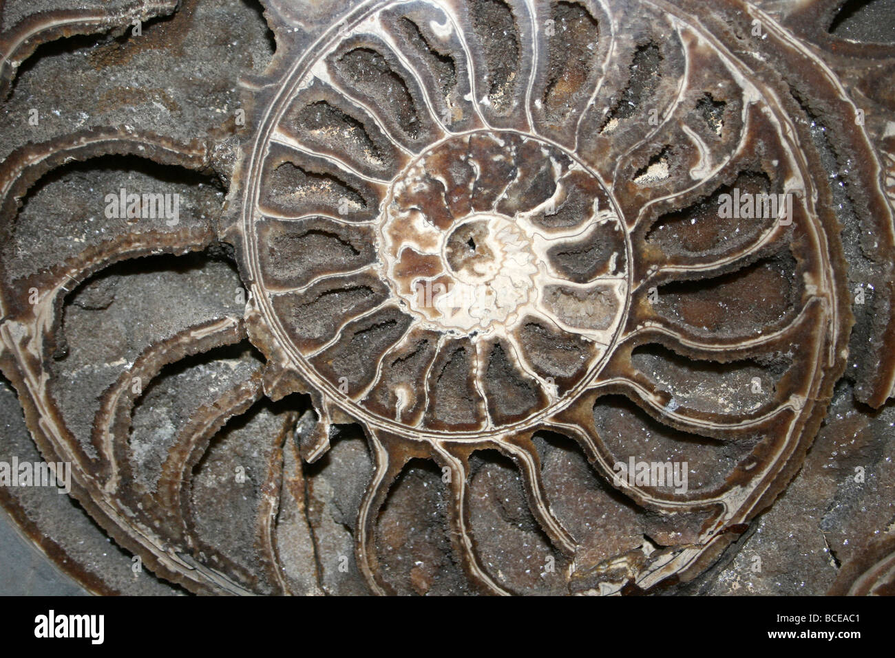 Ammonite Asteroceras Stellare Lyme Regis, Dorset, England, UK Stock Photo