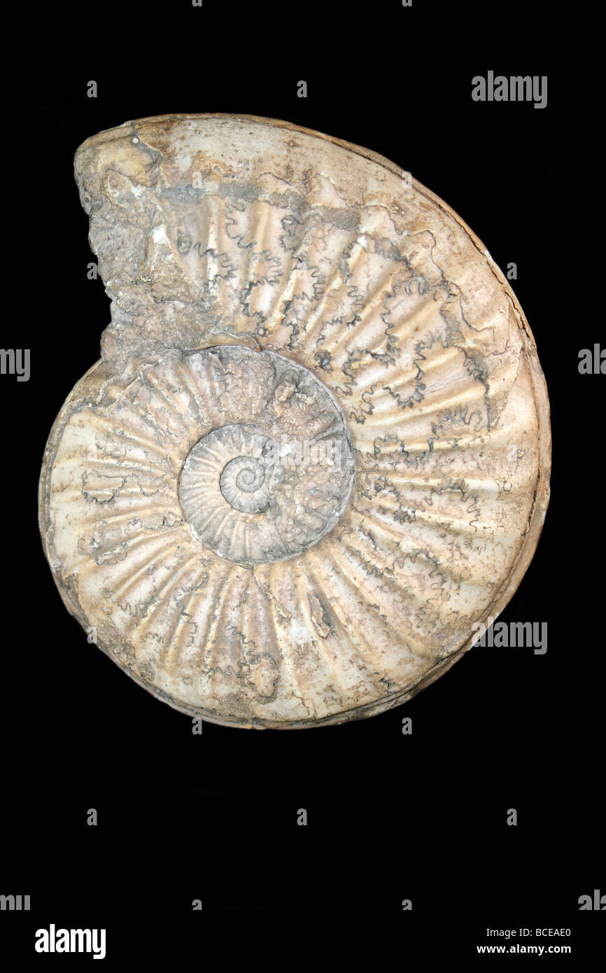 Ammonite Asteroceras Species Stock Photo