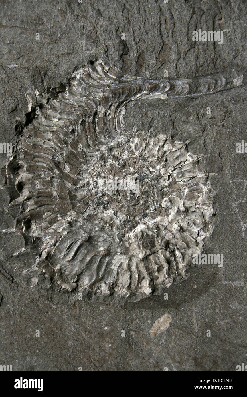 Ammonite Cosmoceras Jason Malford, Wiltshire, England, UK Stock Photo
