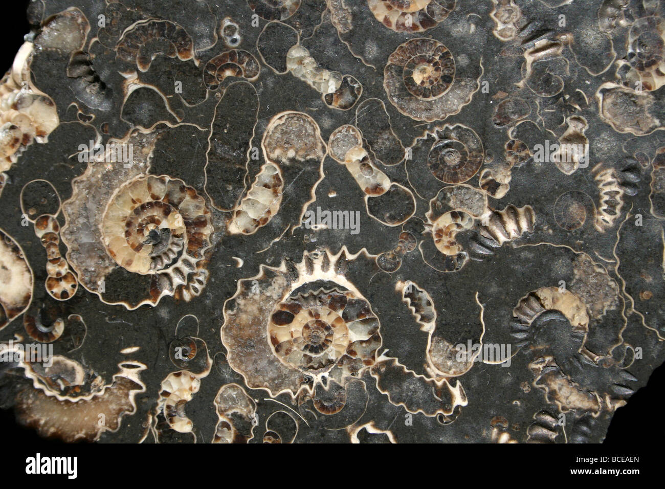 Marston Magna Marble Ammonite Fossil Somerset, England, UK Stock Photo