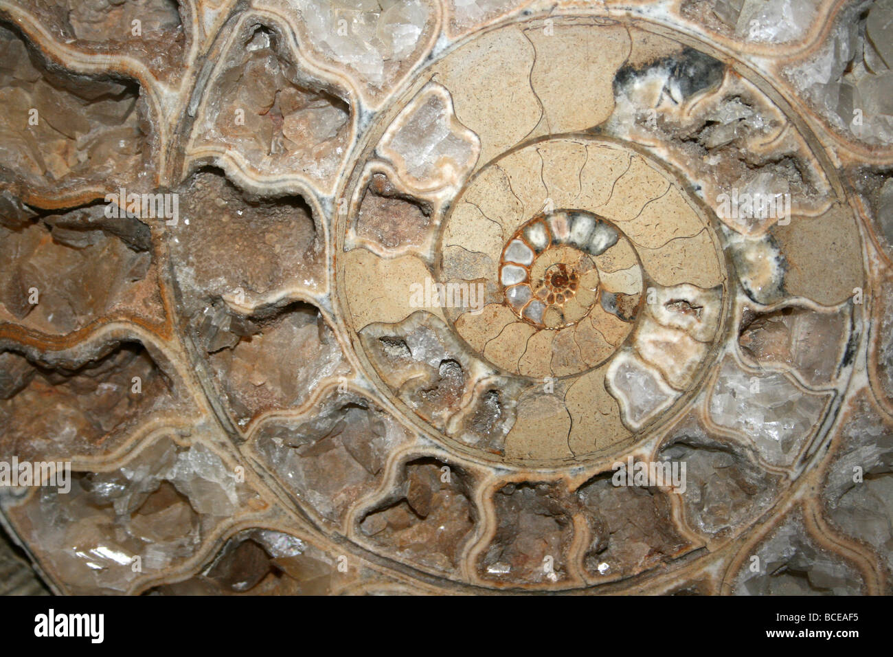 Ammonite Parkinsonia sp. from UK, Middle Jurassic, Bajocian Stock Photo
