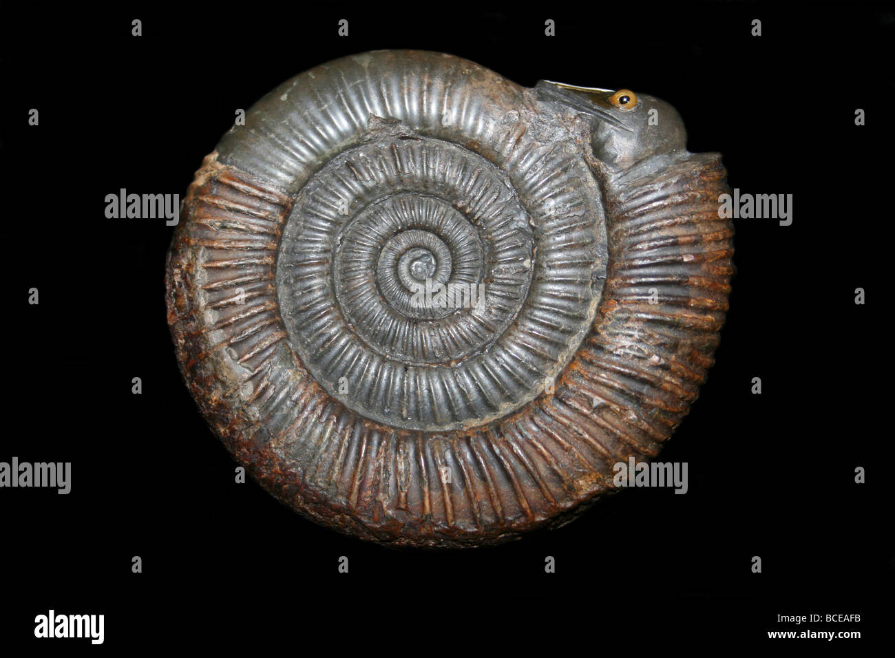 Ammonite Snakestone Dactylioceras commune from Whitby, Lower Jurassic, Upper Lias Stock Photo
