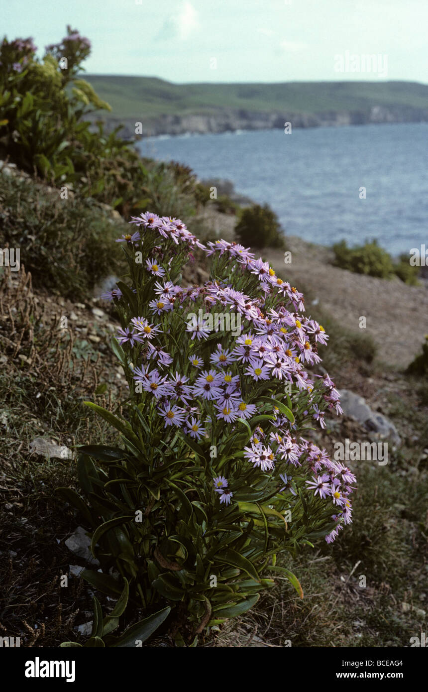 Sea Aster Aster tripolium Asteraceae UK Stock Photo