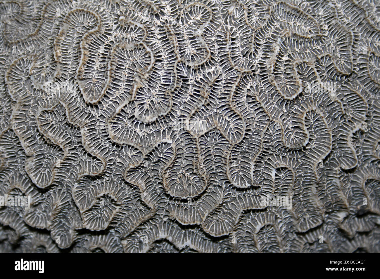 Close Up Of The Surface Texture Of Dead Brain Coral Stock Photo