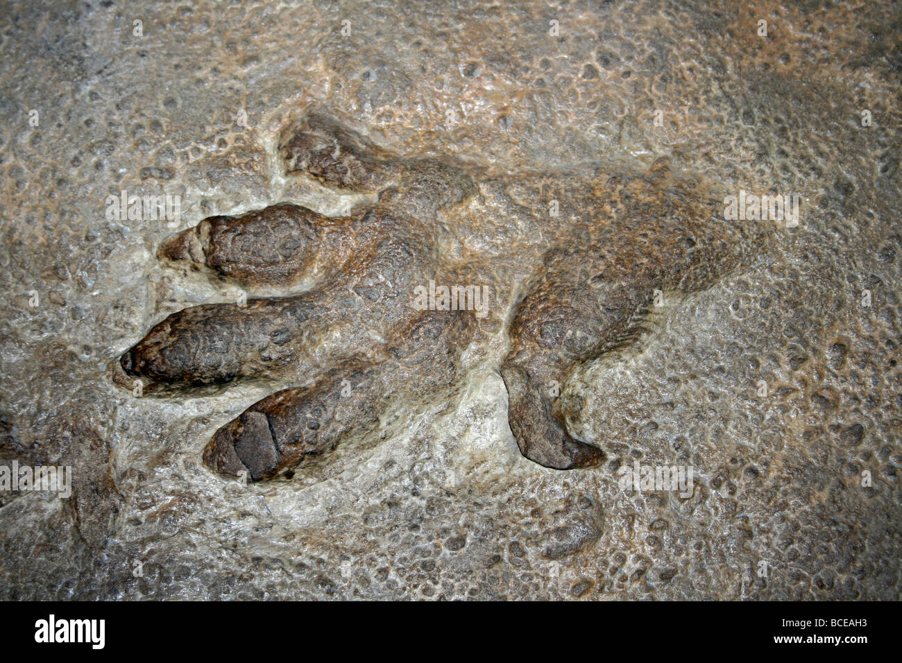 Chirotherium stortonense Footprint in Sandstone, Storeton Quarry, Cheshire, England, UK Stock Photo