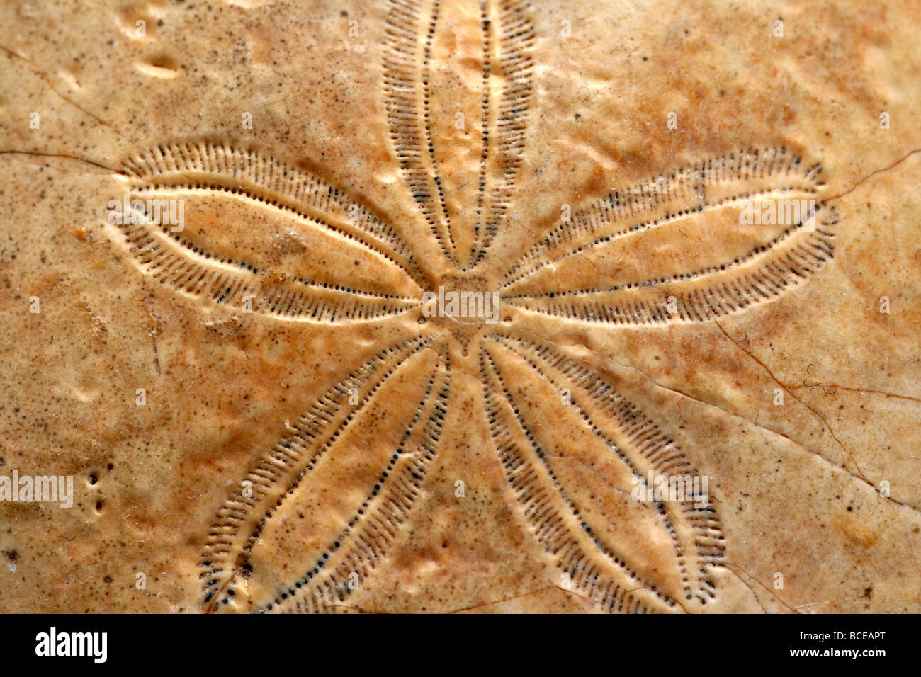 Fossilised Sand Dollar From Egypt Stock Photo