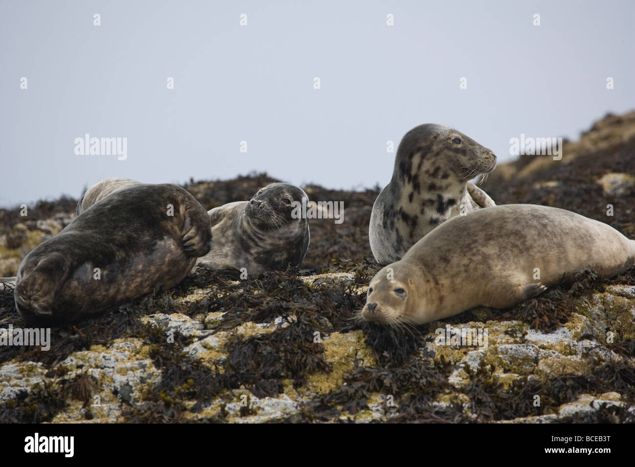 Grey Atlantic Seal. Halichoerus grypus (Pinnipedia) Stock Photo