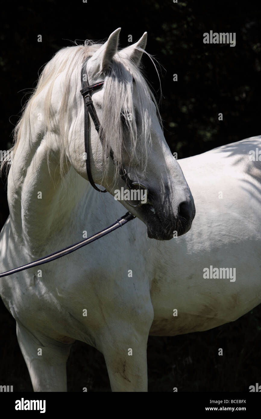 Andalusian Horse portrait Stock Photo