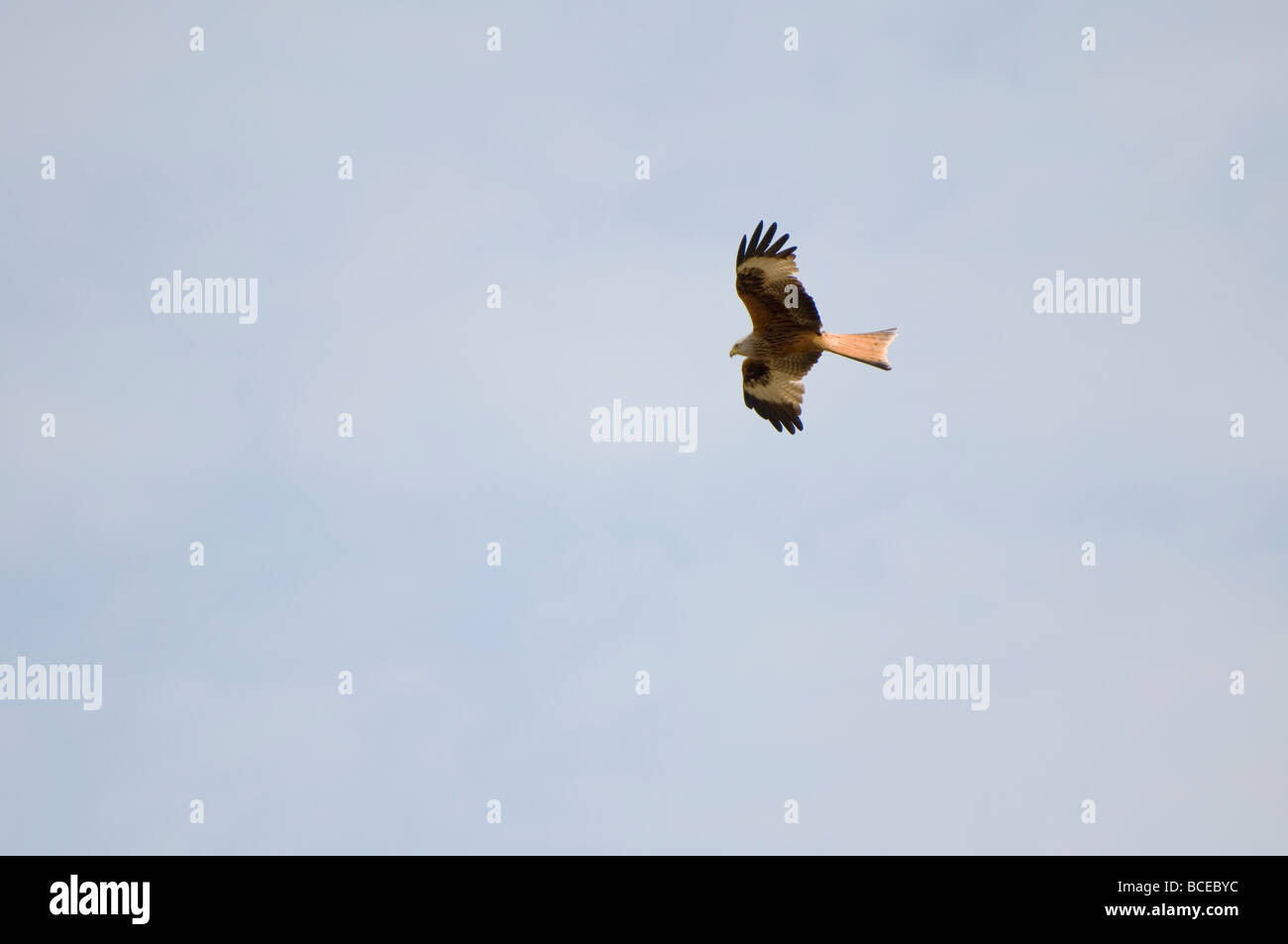 Red Kite bird of prey flying in the sky Stock Photo