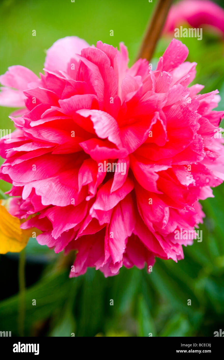 A red Paeony flower head, close up. Stock Photo