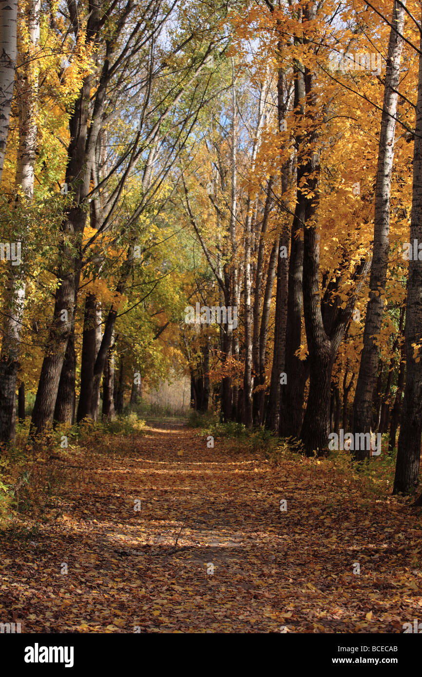 Image of autumn in the park Stock Photo