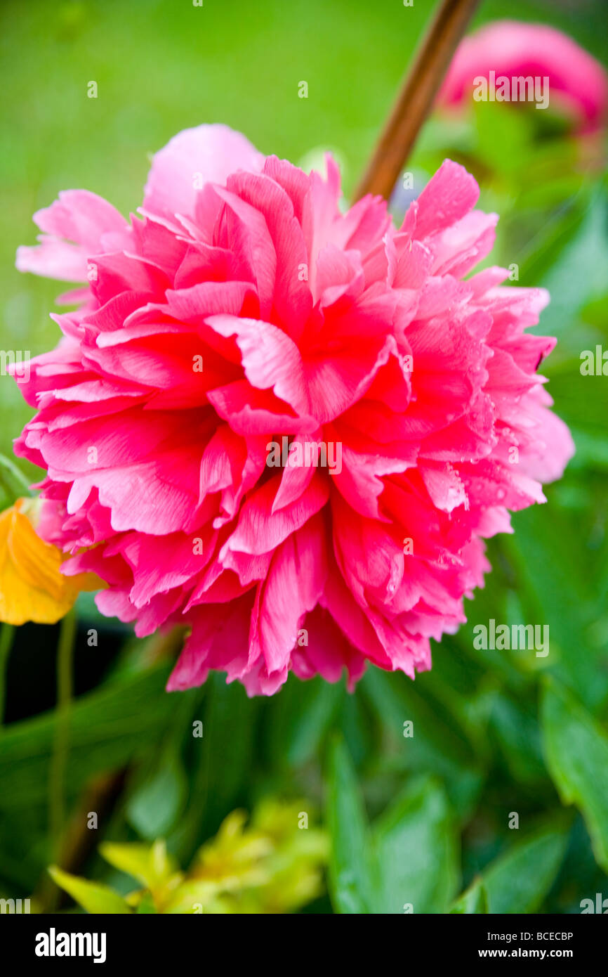 A red Paeony flower head, close up. Stock Photo