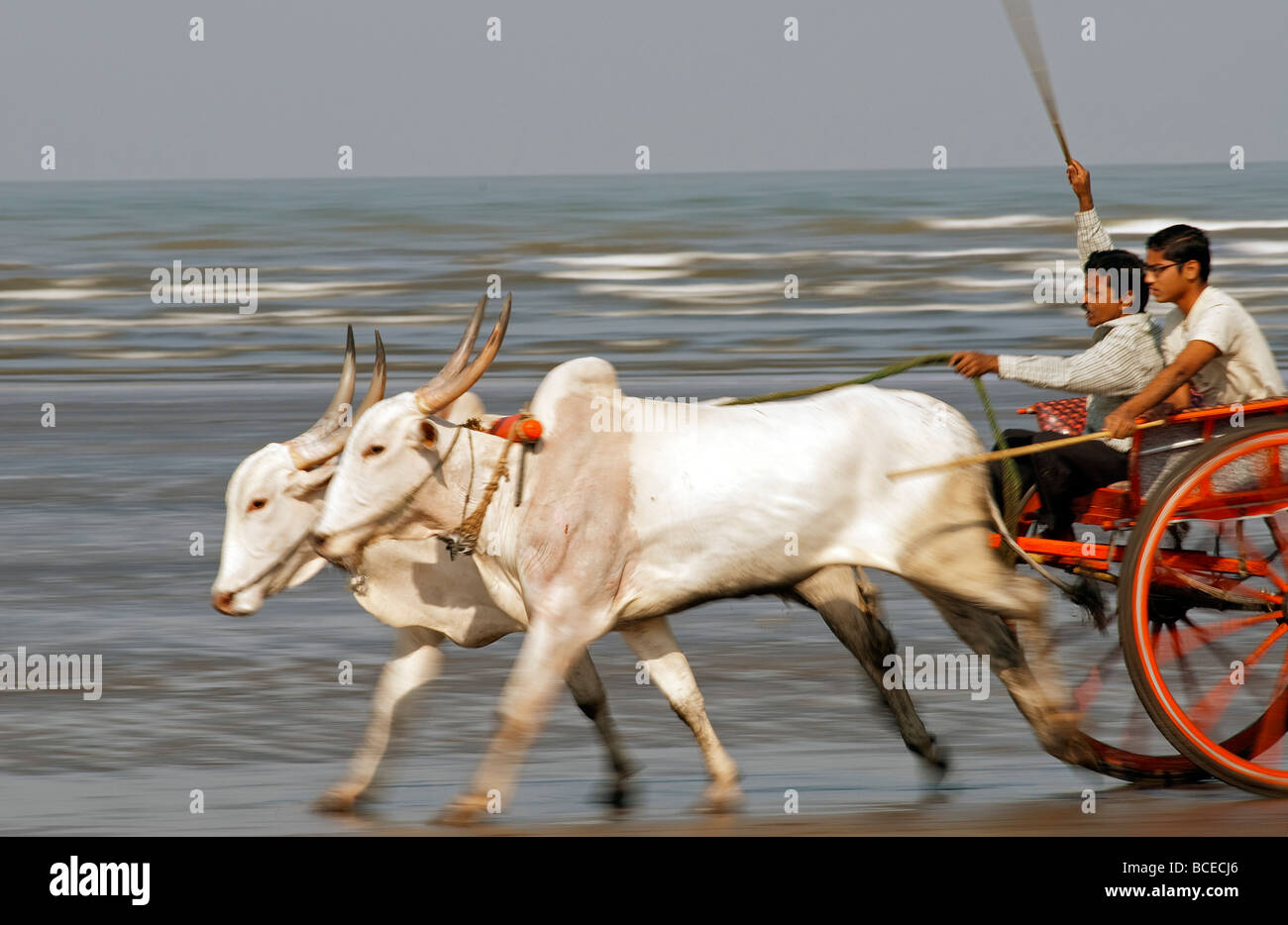 India bull carts hi-res stock photography and images - Alamy