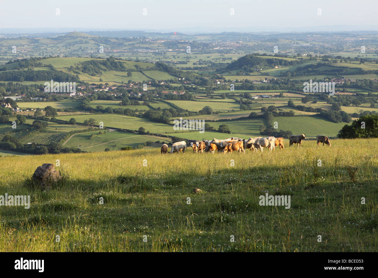 Somerset UK view from the Mendip Hills in July summer looking south towards Glastonbury with herd of young cattle near Priddy Stock Photo