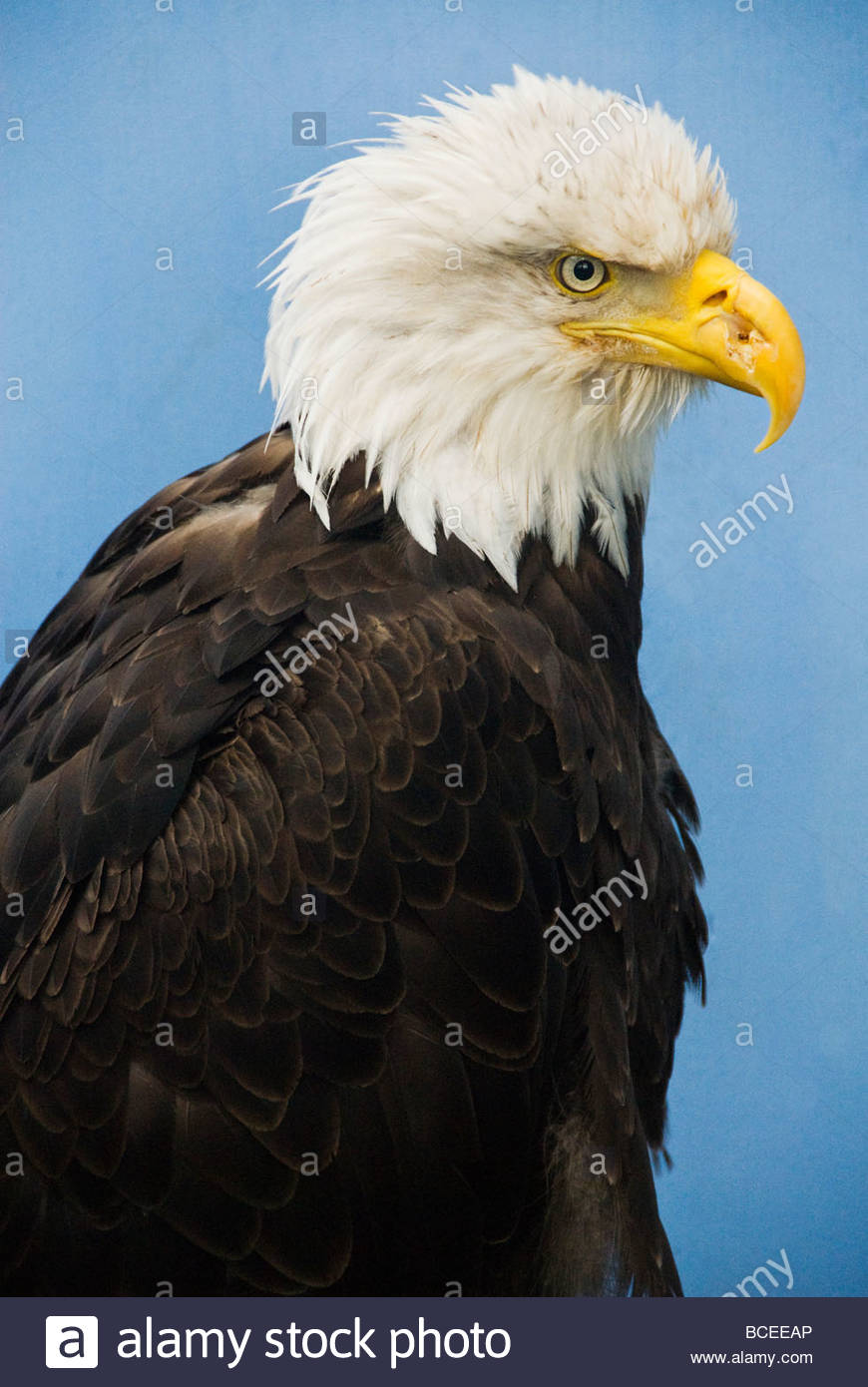 Wounded Eagle Stock Photos & Wounded Eagle Stock Images Alamy