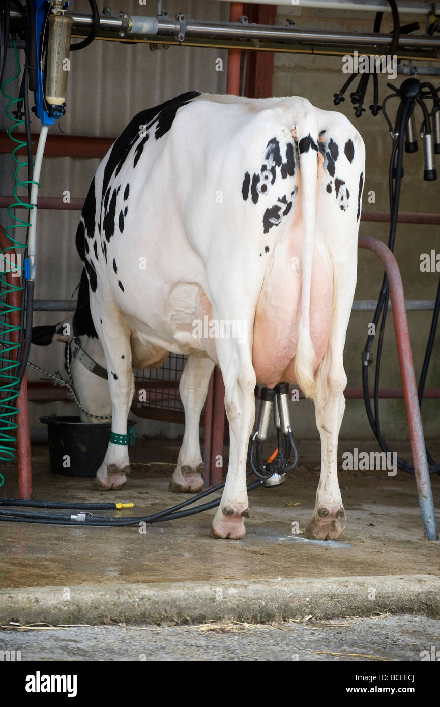 Rear end dairy cow hires stock photography and images Alamy