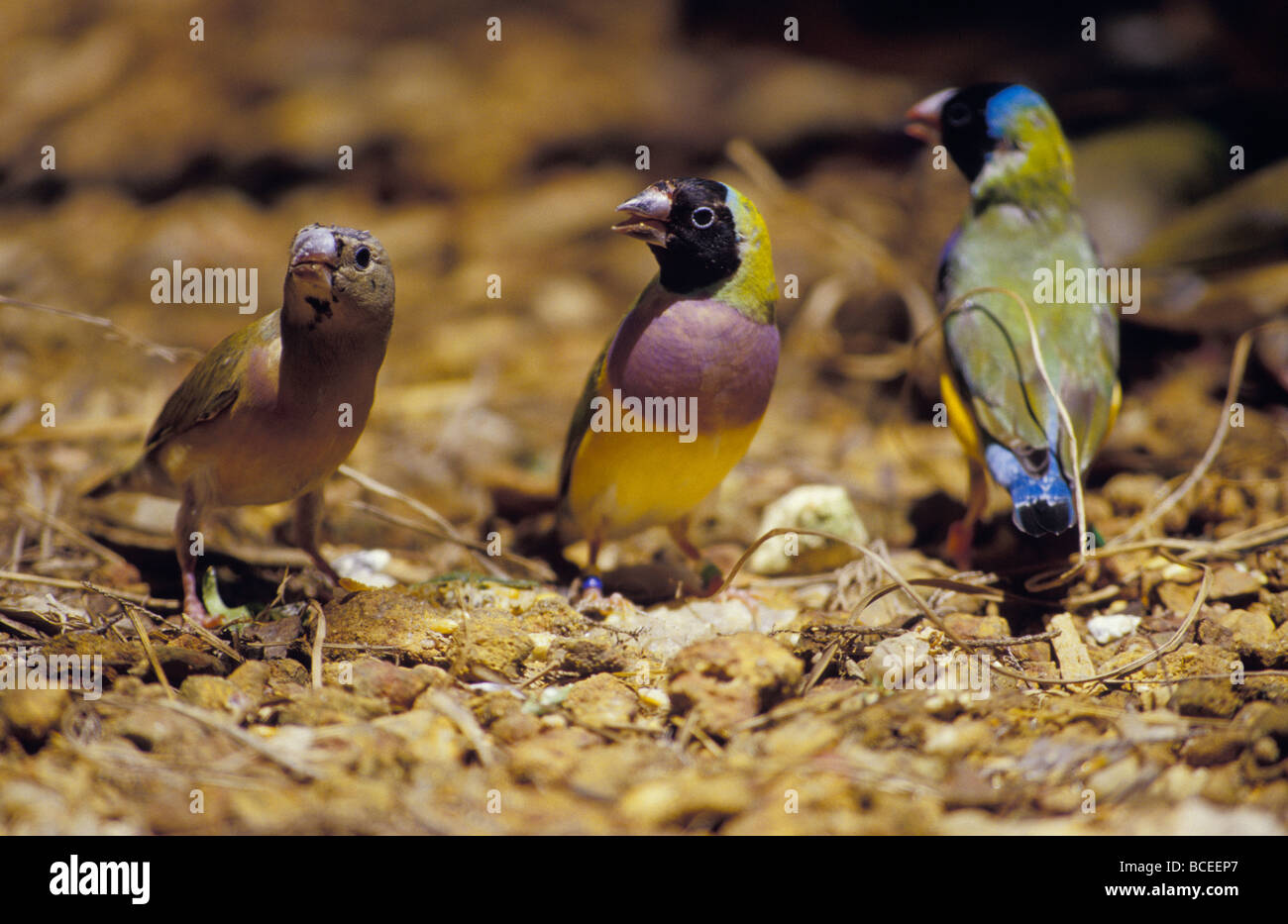 Endangered Gouldian Finches feeding in a captive breeding program Stock