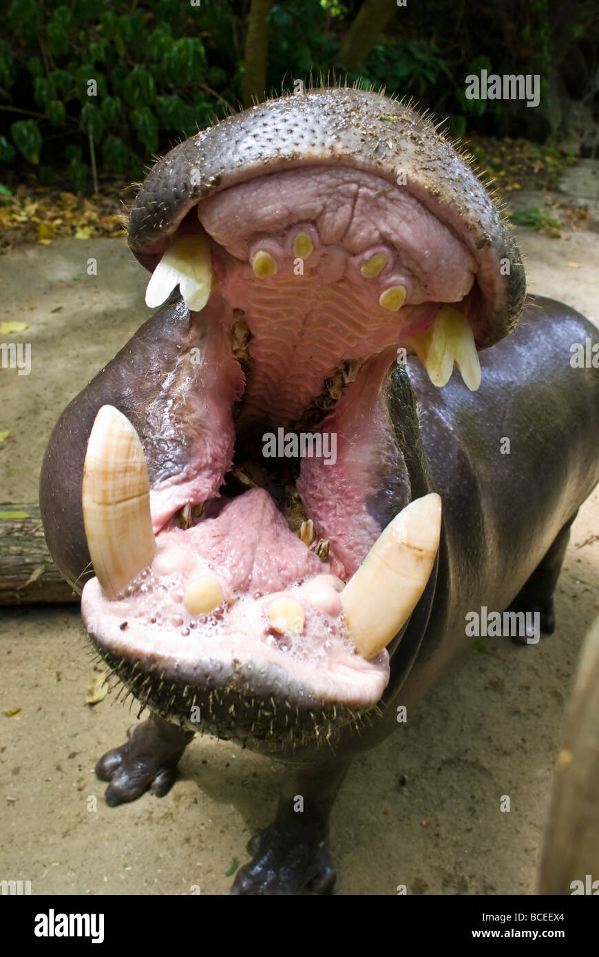 A Pygmy Hippopotamus, Choeropsis liberiensis, opens its massive jaws. Stock Photo