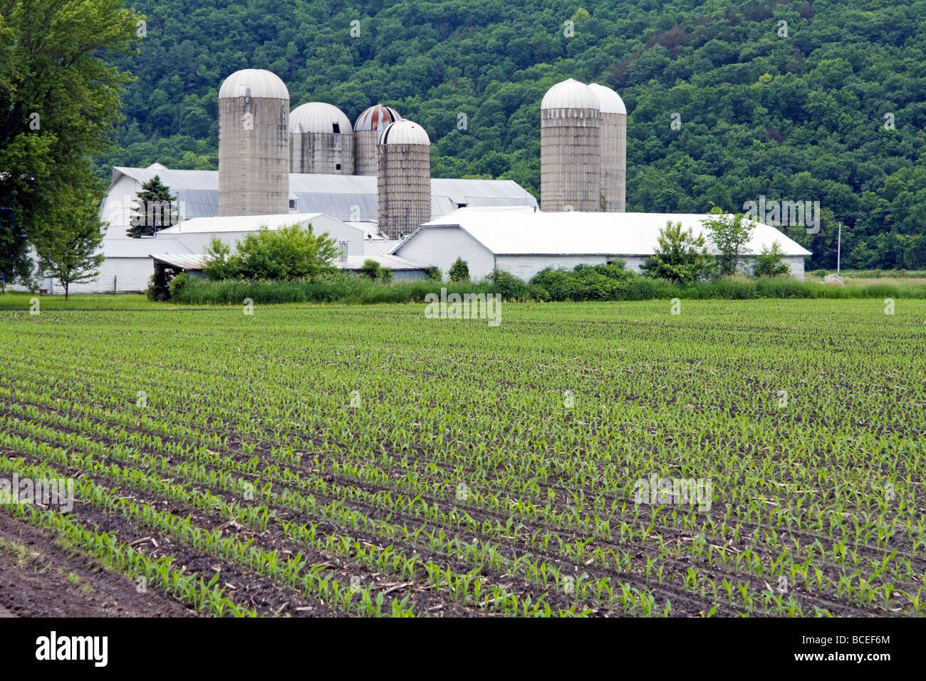 Corn in June farm in Wisconsin Stock Photo - Alamy