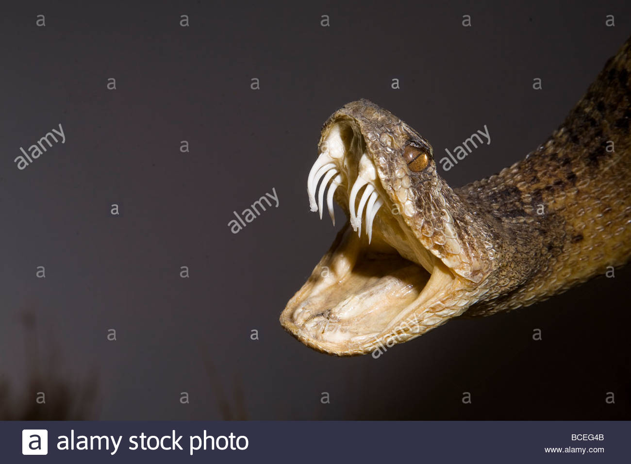 Diamondback rattlesnake in a museum Stock Photo 24906235 Alamy