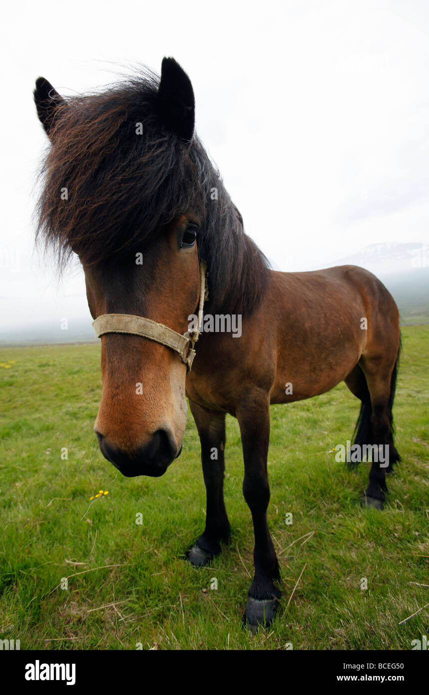 Icelandic horse, Iceland Stock Photo