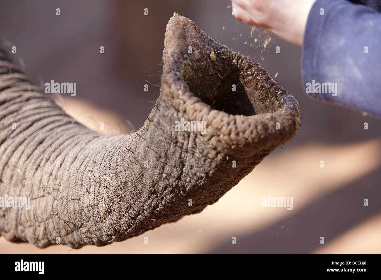 Little girl feeding African elephant Stock Photo