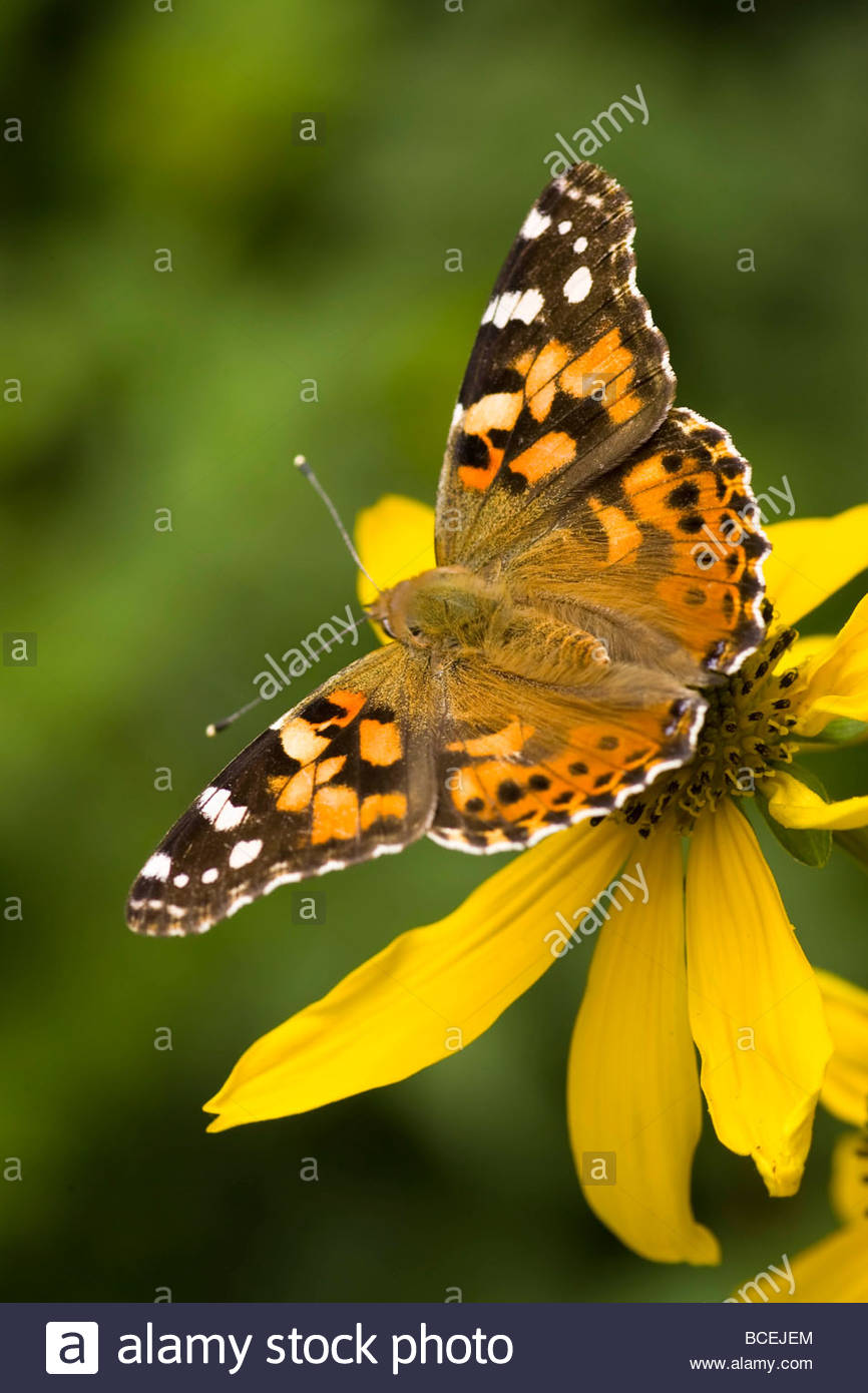 A butterfly sits atop a yellow sneezeweed flower. Stock Photo