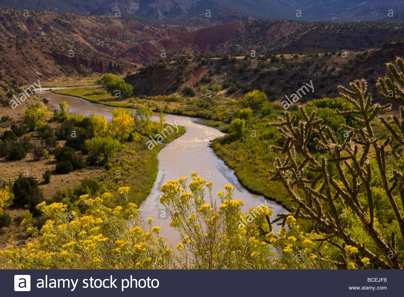 Wildflowers grow along the Chama River in Georgia O'Keeffe country. Stock Photo