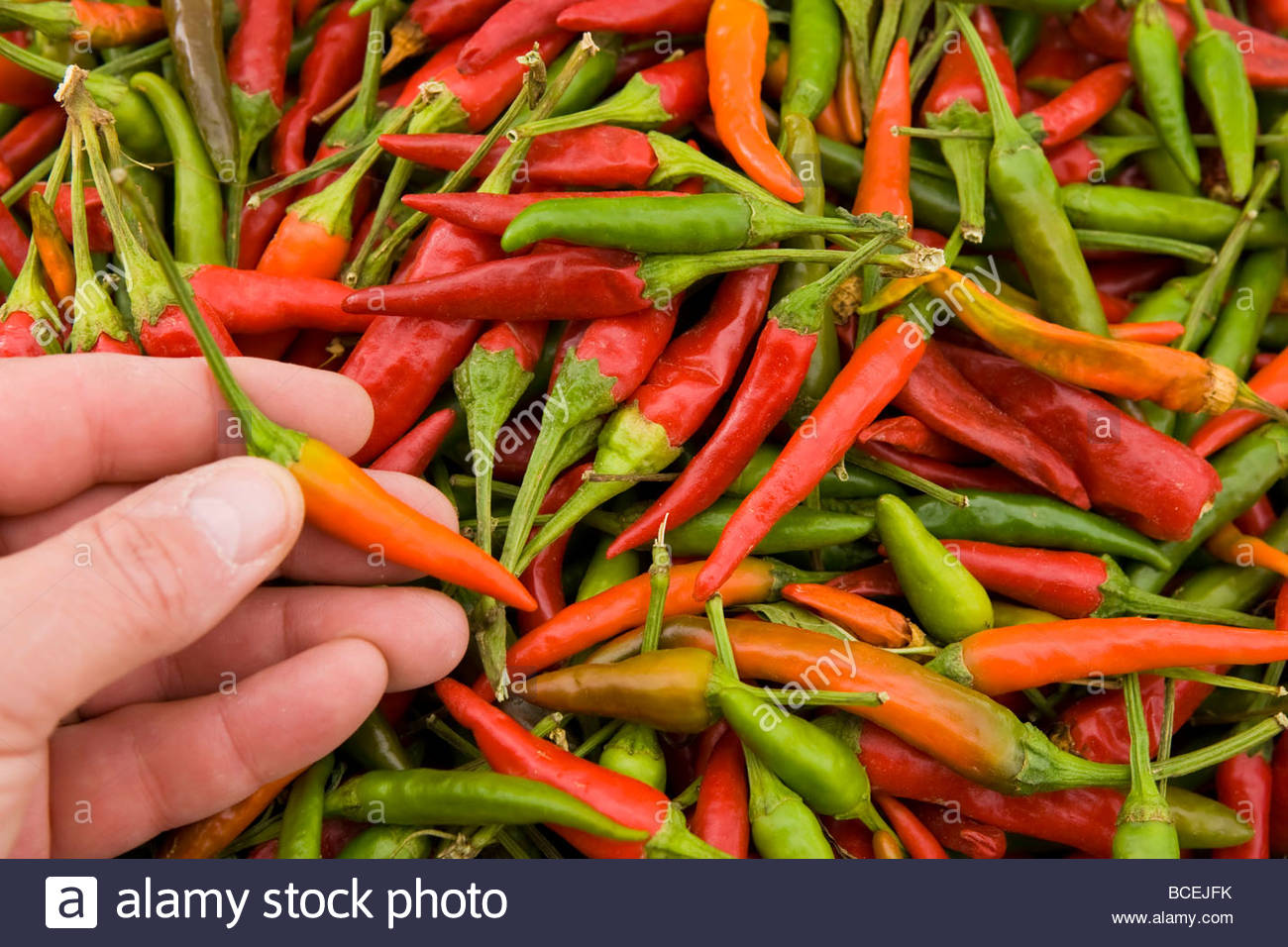 A person holds a chile pepper at a farmer's market in Santa Fe. Stock Photo