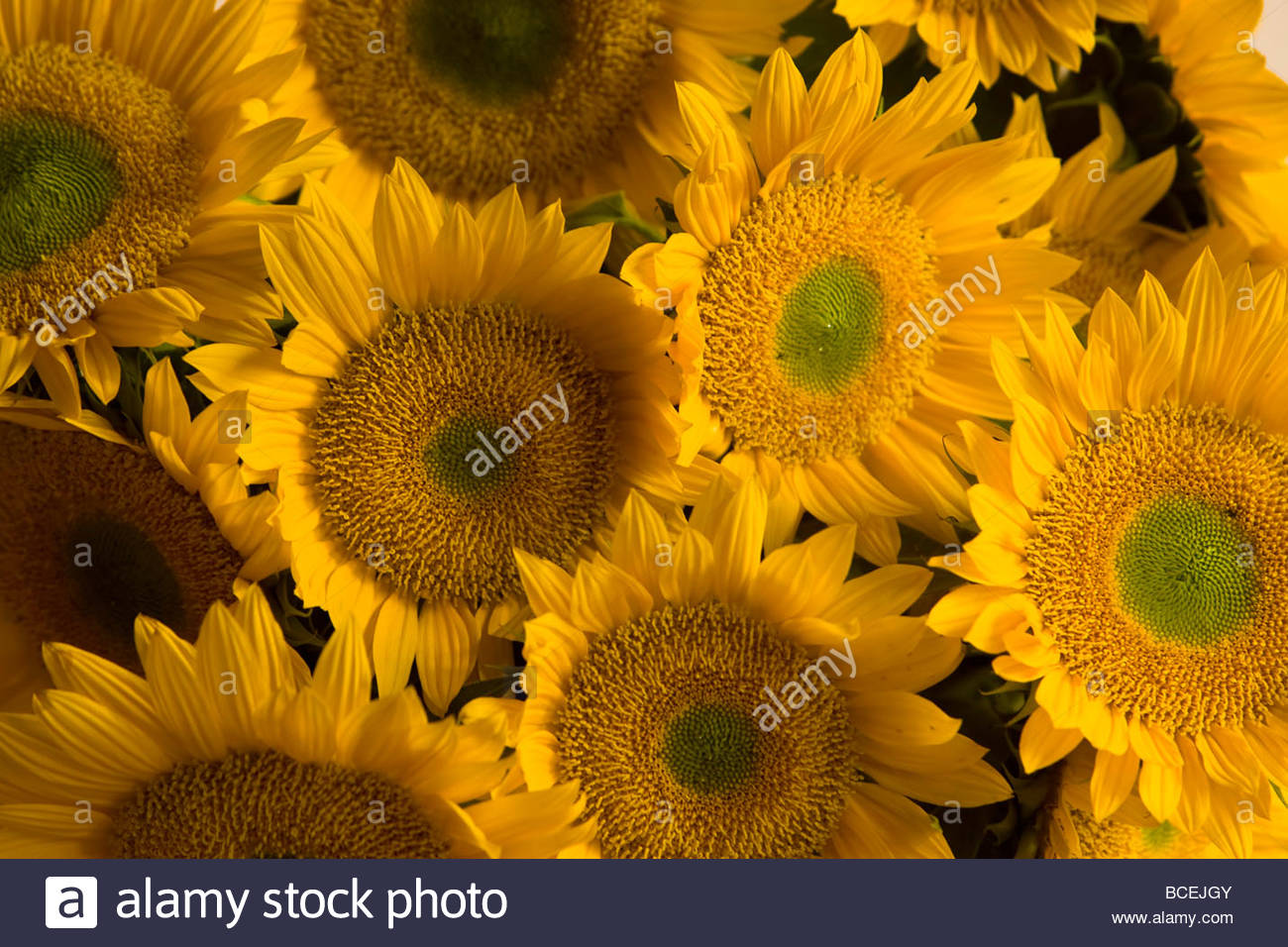 Several sunflowers are grouped together at a farmer's market. Stock Photo