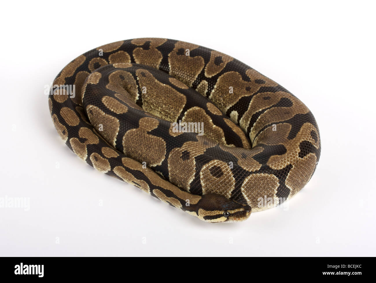 Python snake scary hi-res stock photography and images - Alamy