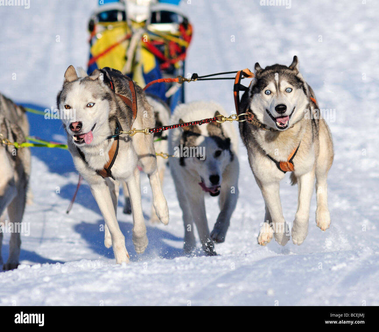 Details of a sled dog team in full action heading towards the camera Stock Photo