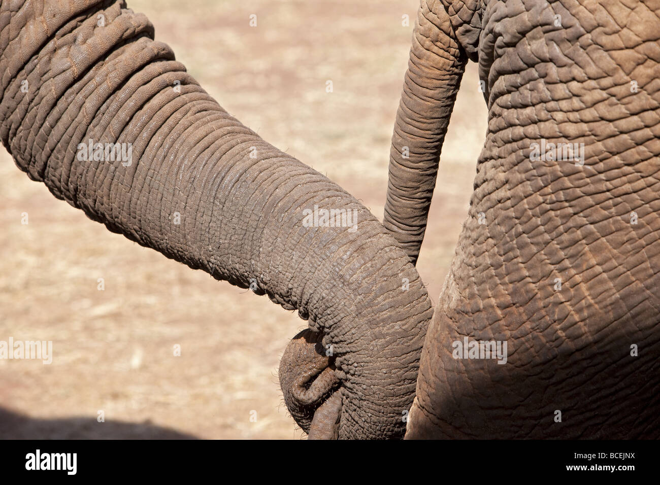 close up shot of elephant leading another elephant - trunk to tail Stock Photo