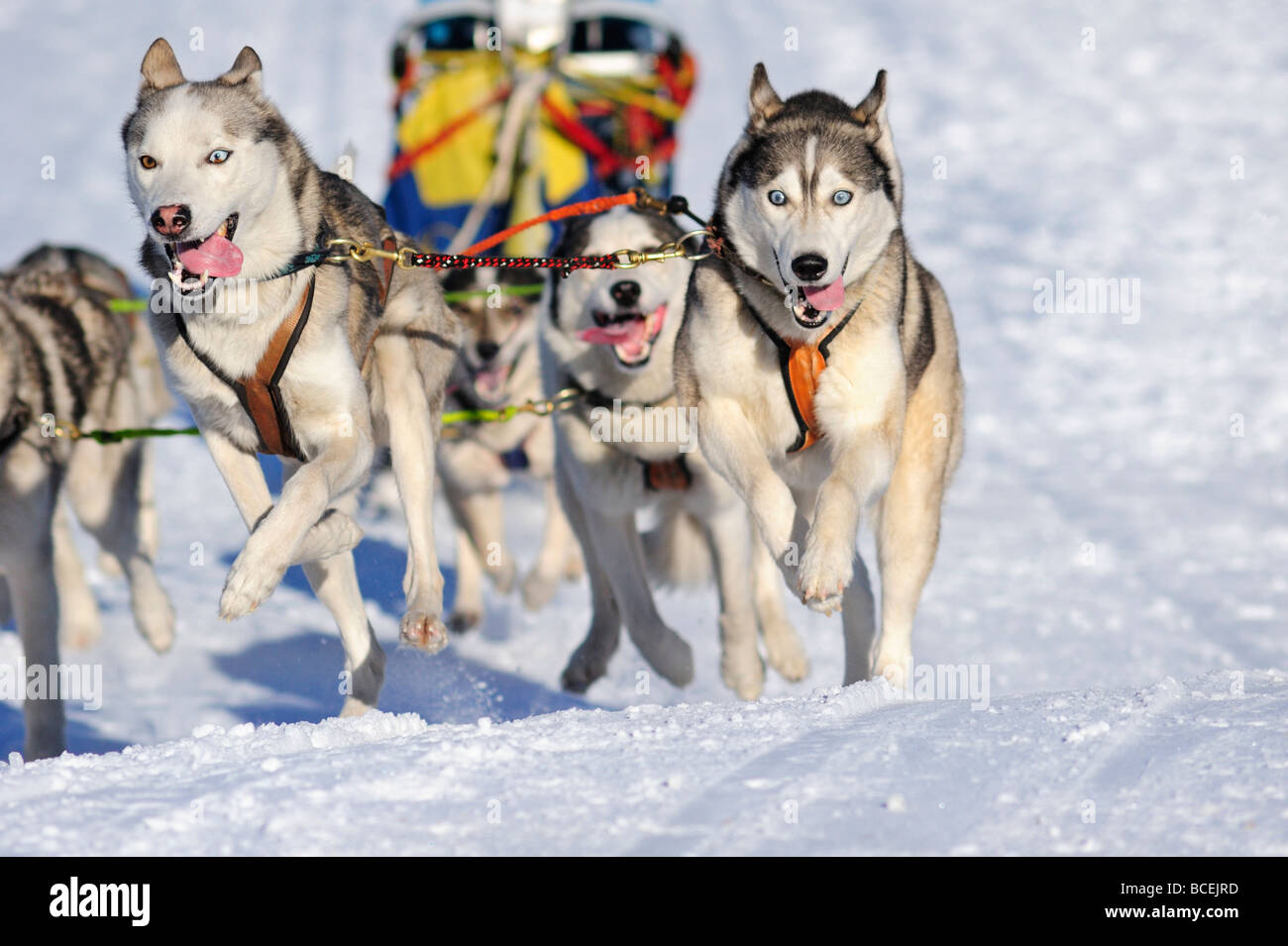 Details of a sled dog team in full action heading towards the camera ...