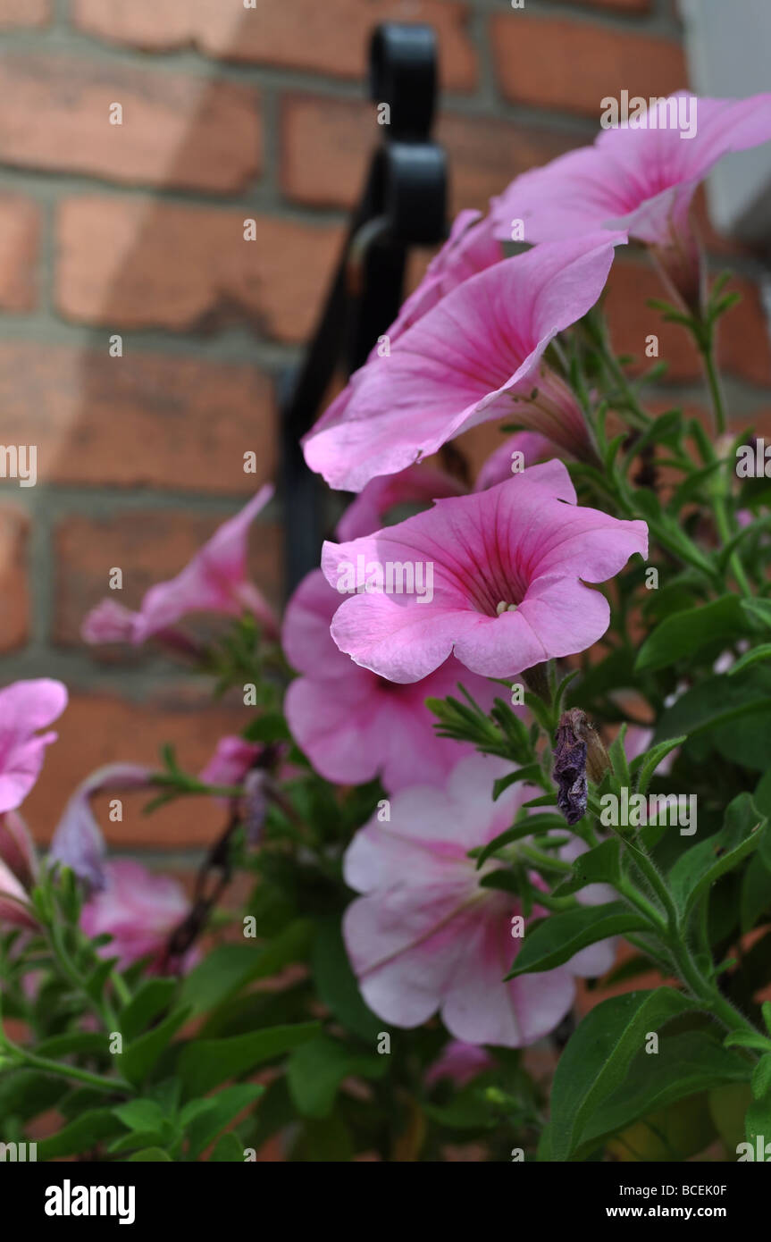 trailing surfinia in hanging basket pink flower decorative fragrant ornamental garden pollen scent plant attractive summer bees Stock Photo